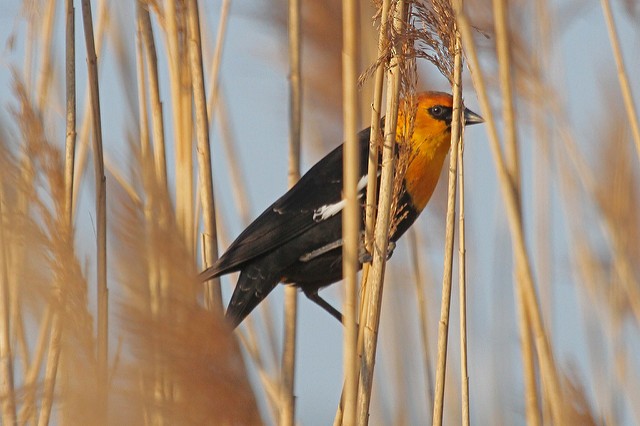 Yellow-headed Blackbird - ML47323801