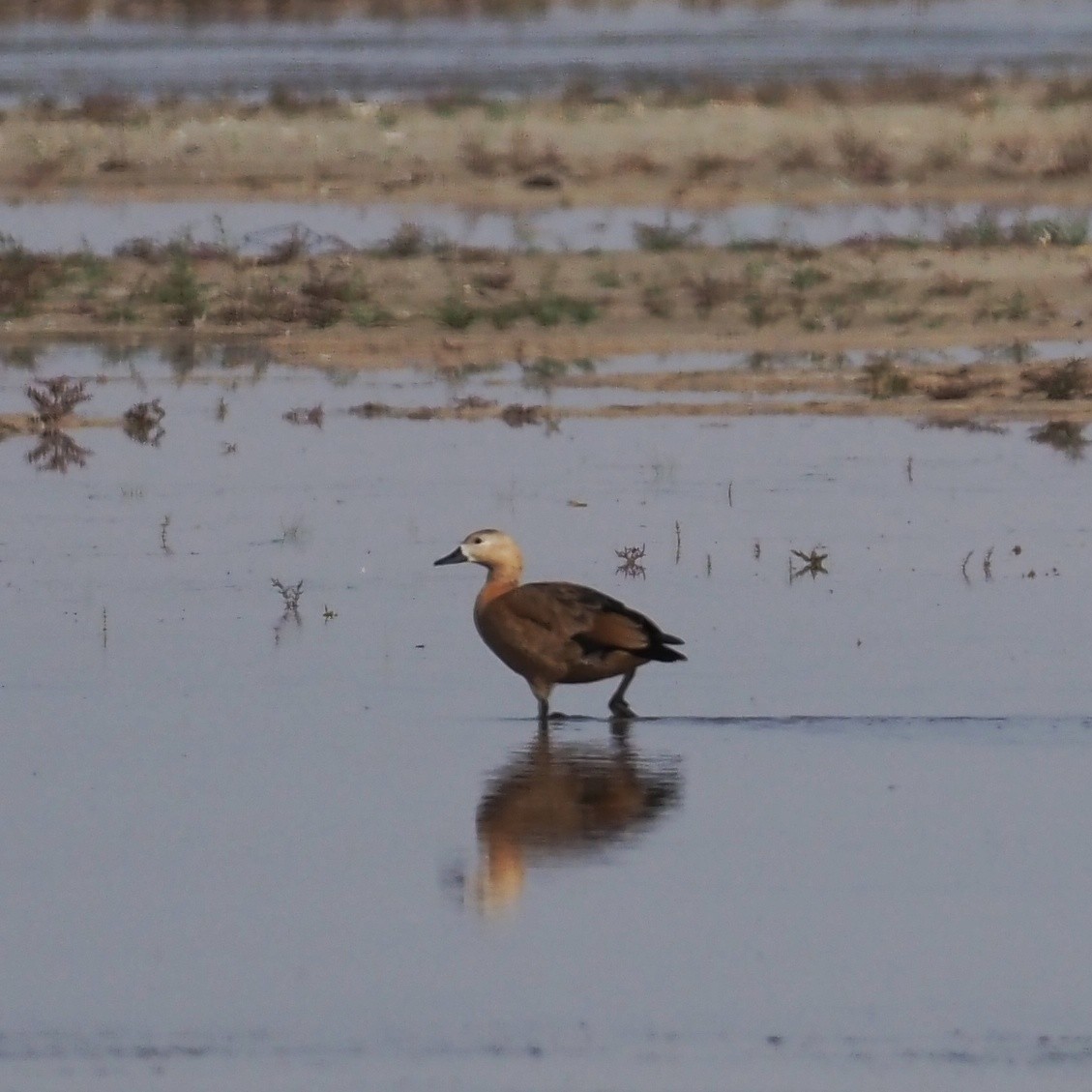 Ruddy Shelduck - ML473238131