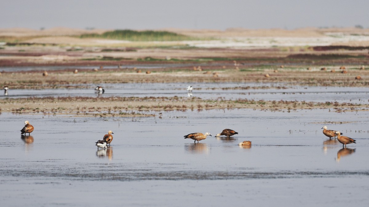 Ruddy Shelduck - ML473238191