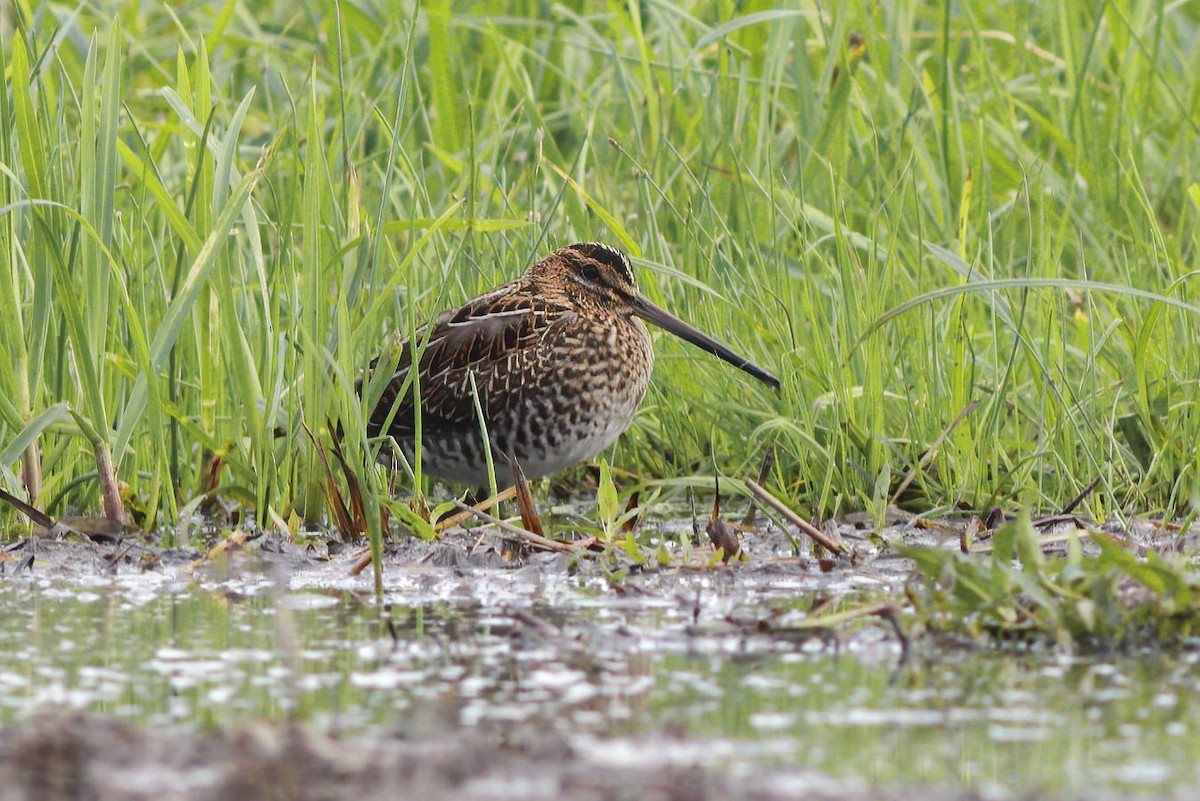 Great Snipe - ML473238271