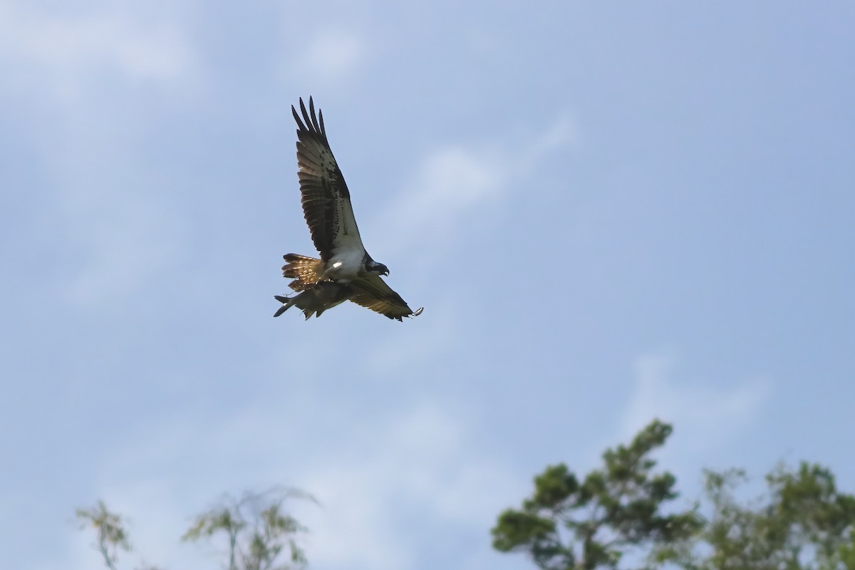 Águila Pescadora - ML473238301