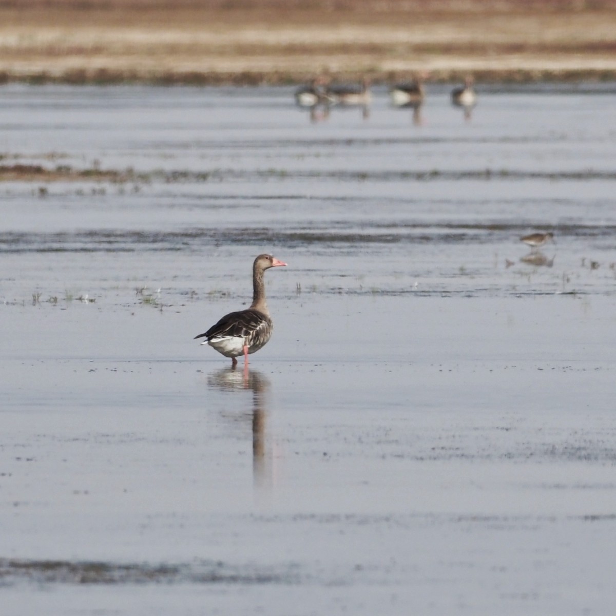 Graylag Goose - ML473238501