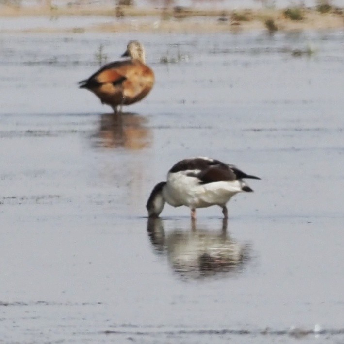 Common Shelduck - ML473238751