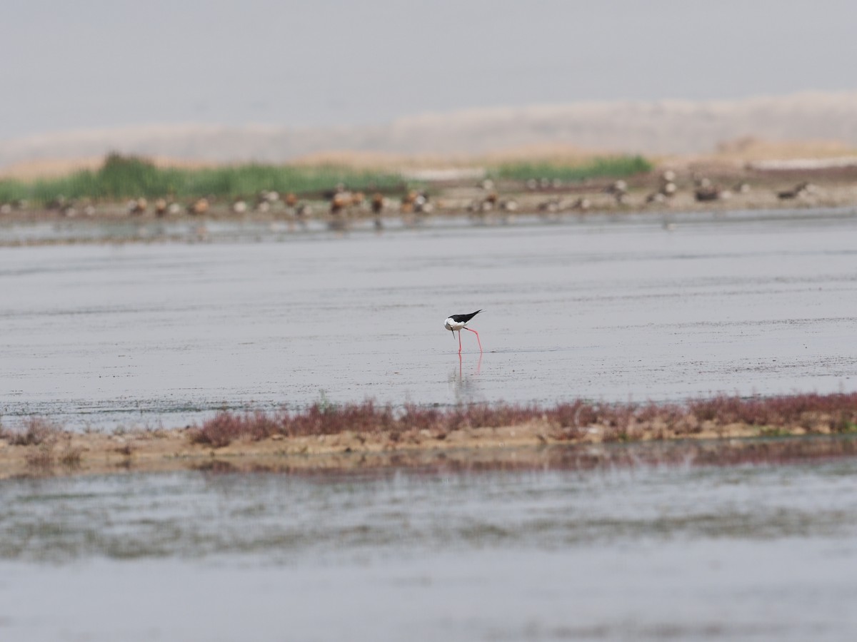 Black-winged Stilt - ML473239091