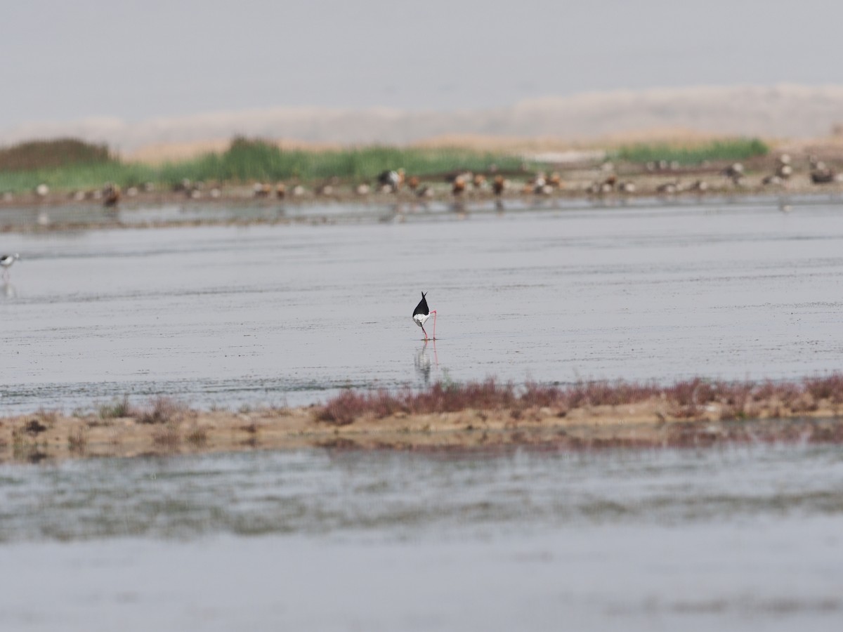 Black-winged Stilt - Leijun Zhuang