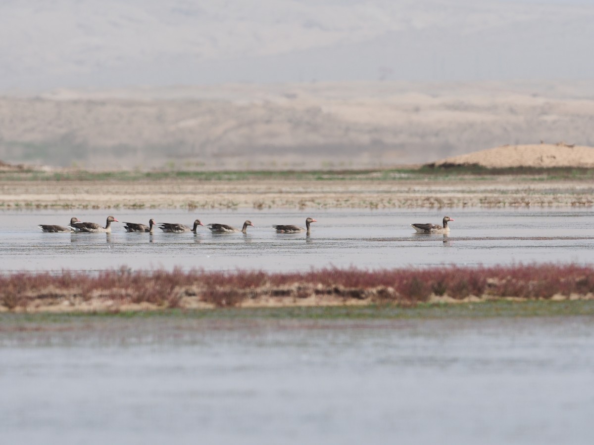 Graylag Goose - Leijun Zhuang