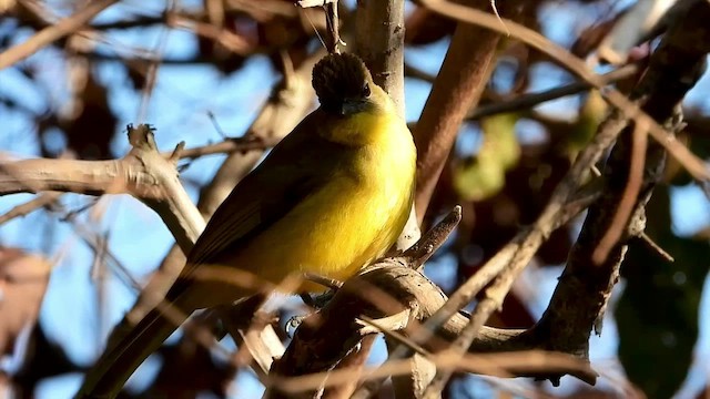 Bulbul à poitrine jaune - ML473239381