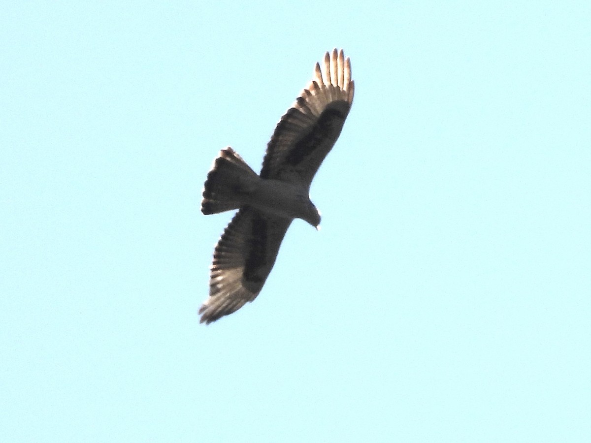 African Hawk-Eagle - ML473239691