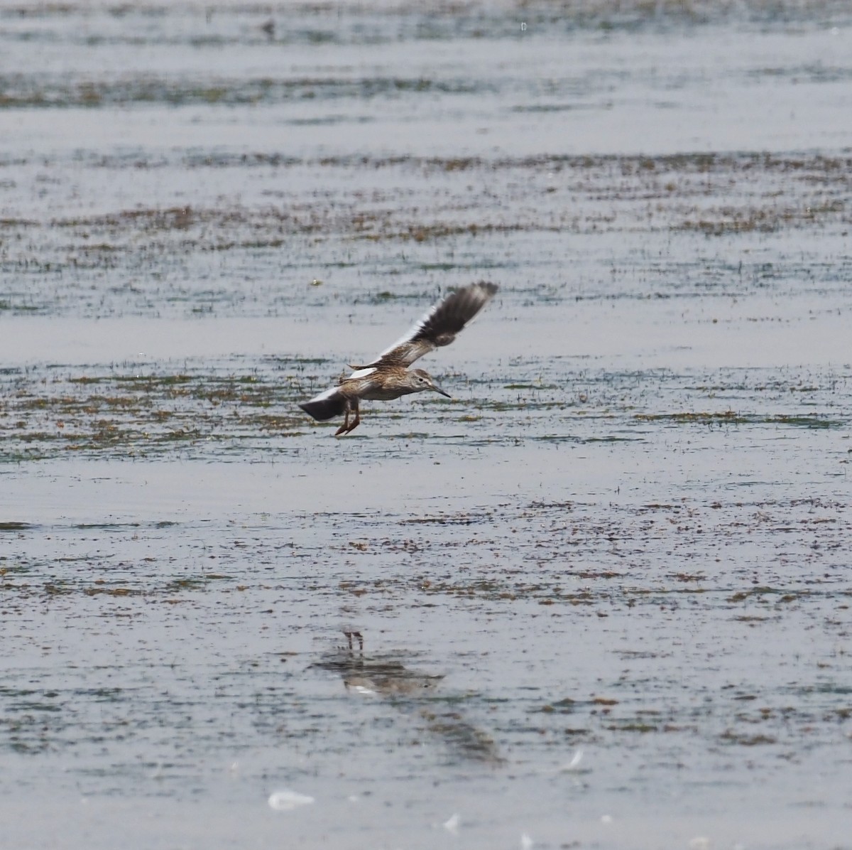 Common Redshank - ML473239801