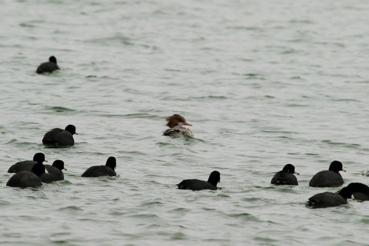 Common Merganser (North American) - Lew Johnson