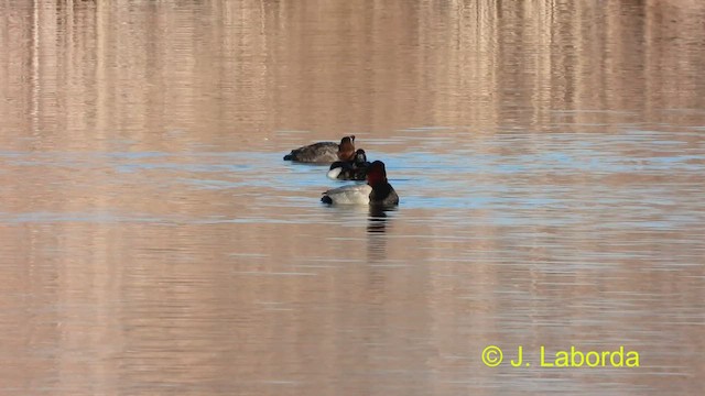 Tufted Duck - ML473240911