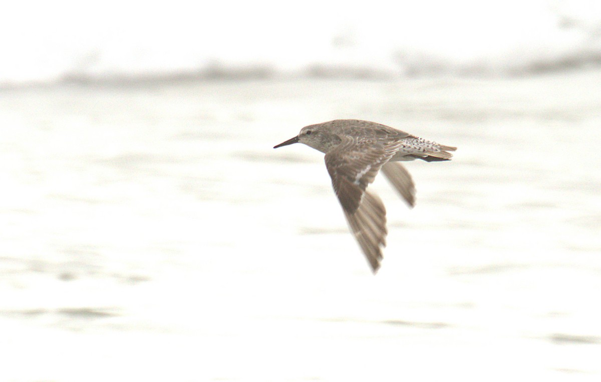 Red Knot - ML473241731