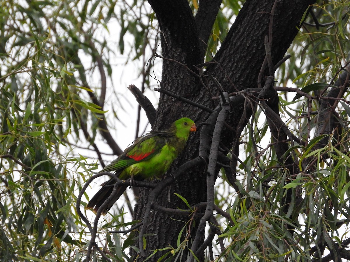 Red-winged Parrot - Cherri and Peter Gordon