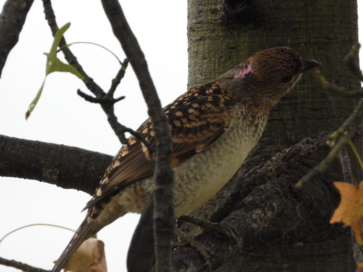 Spotted Bowerbird - Cherri and Peter Gordon