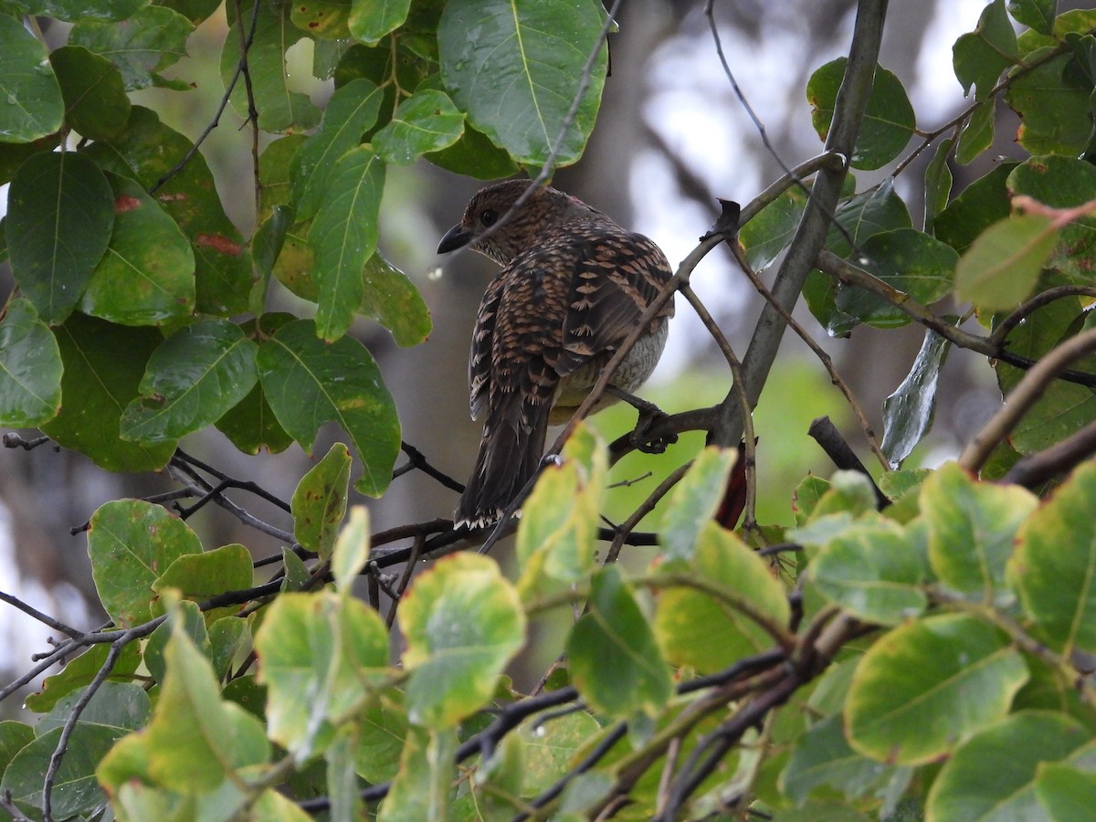 Spotted Bowerbird - Cherri and Peter Gordon