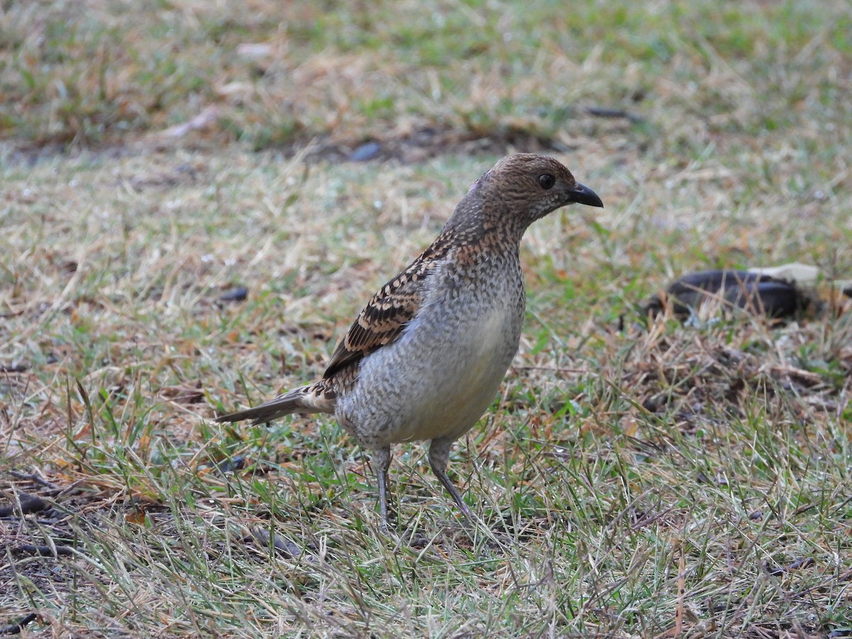 Spotted Bowerbird - Cherri and Peter Gordon