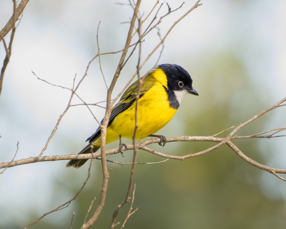 Golden Whistler (Eastern) - ML473242471