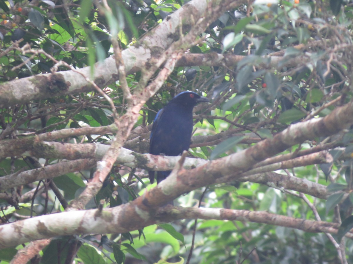 Philippine Fairy-bluebird - Mark Bezuijen