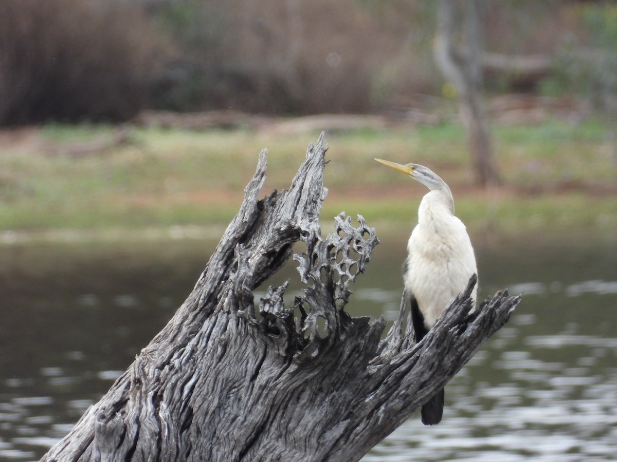 Anhinga Australiana - ML473242581