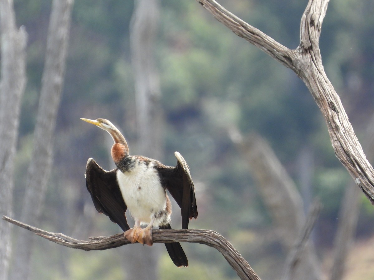 Austral-Schlangenhalsvogel - ML473242591