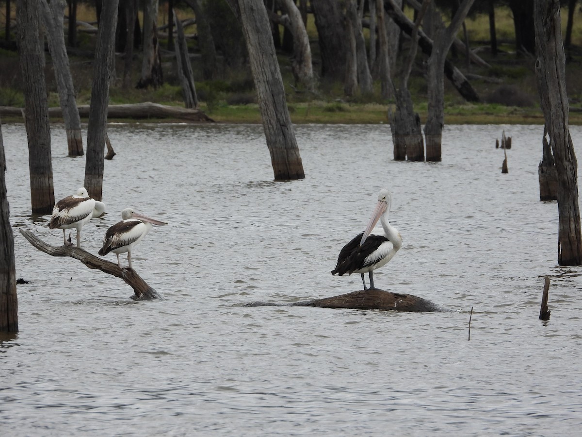 Australian Pelican - Cherri and Peter Gordon