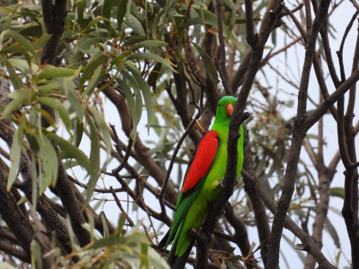 Red-winged Parrot - ML473242971