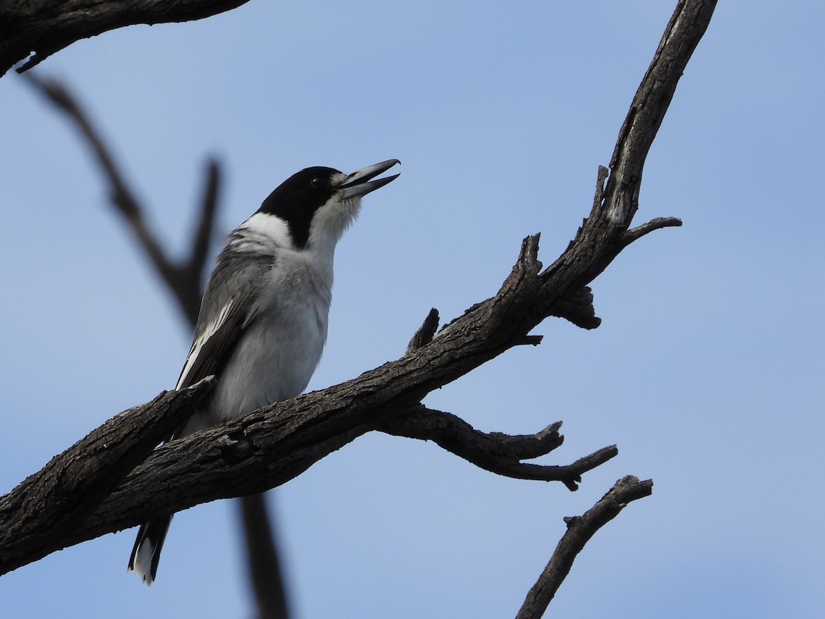 Gray Butcherbird - ML473243061