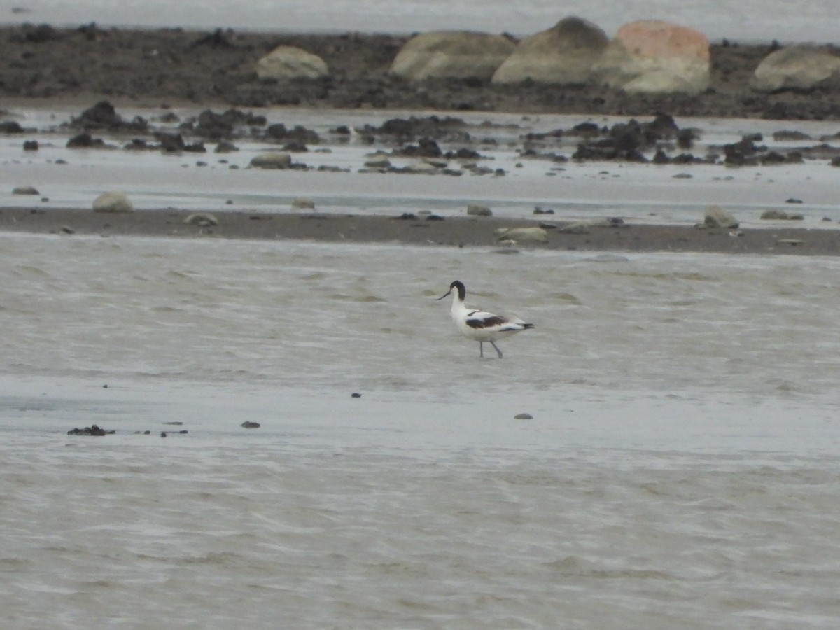 Pied Avocet - ML473243211