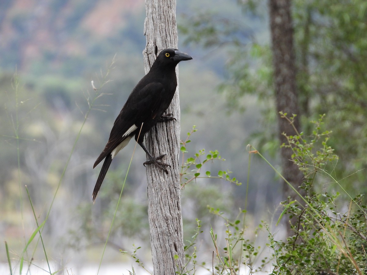 Pied Currawong - ML473243241