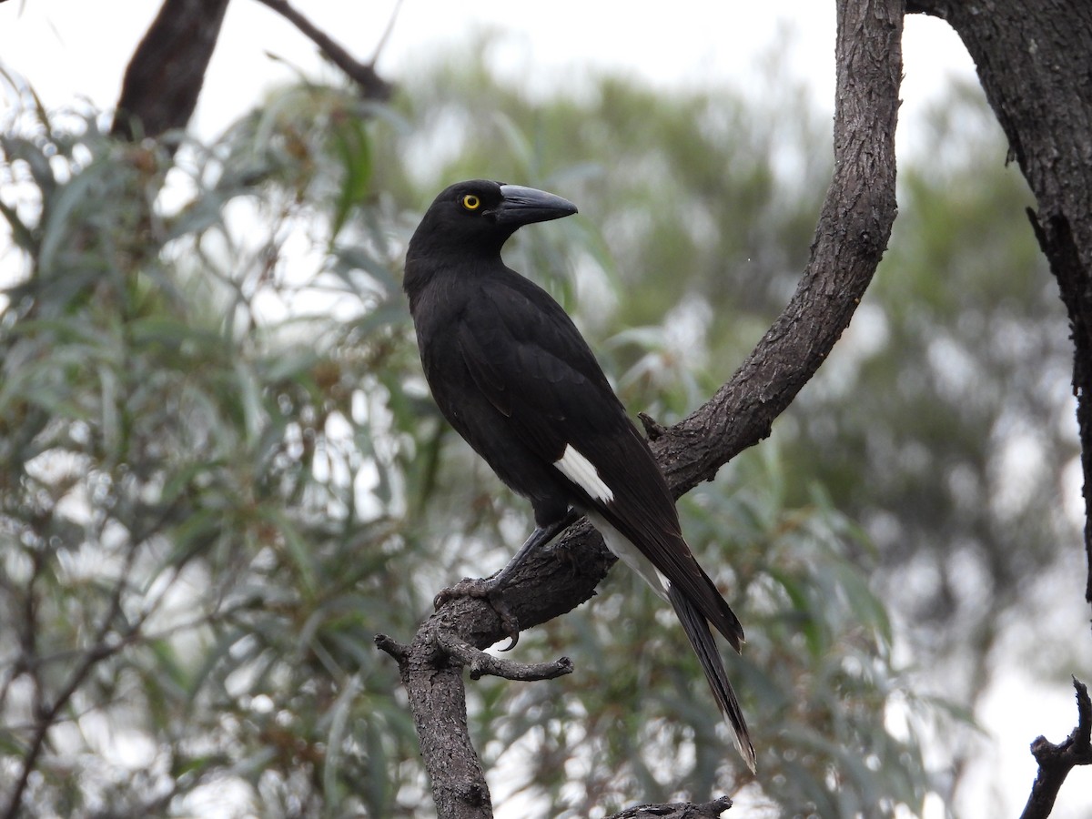 Pied Currawong - ML473243251