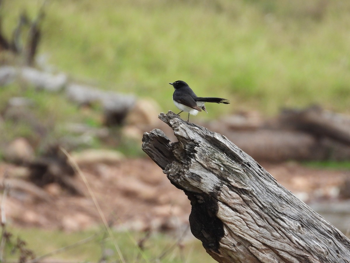 Willie-wagtail - ML473243321