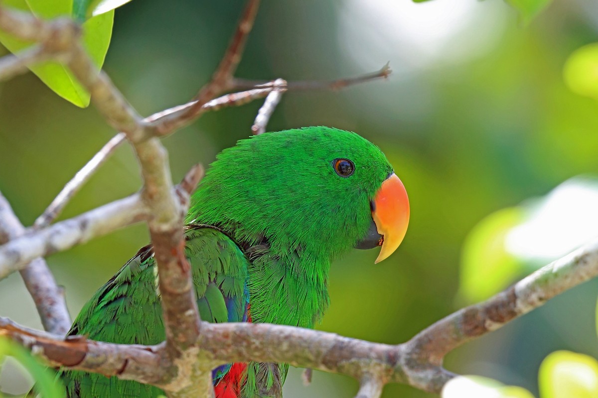 Papuan Eclectus - ML47324411