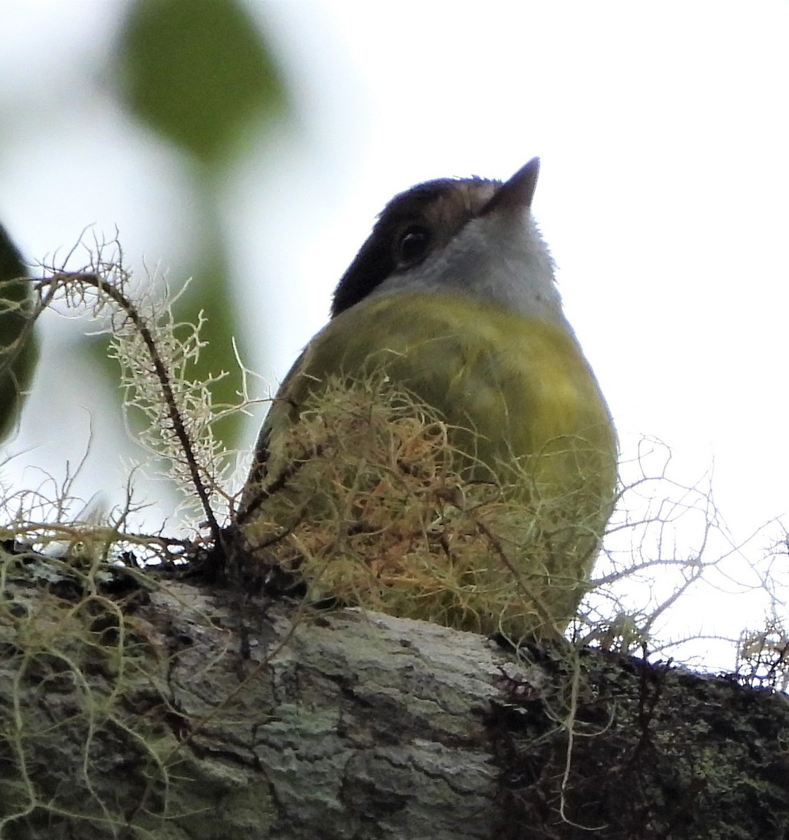 Pale-yellow Robin - ML473245071