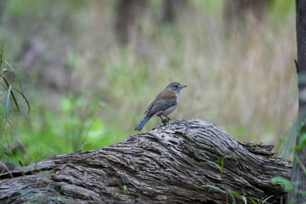 Gray Shrikethrush - ML473245231