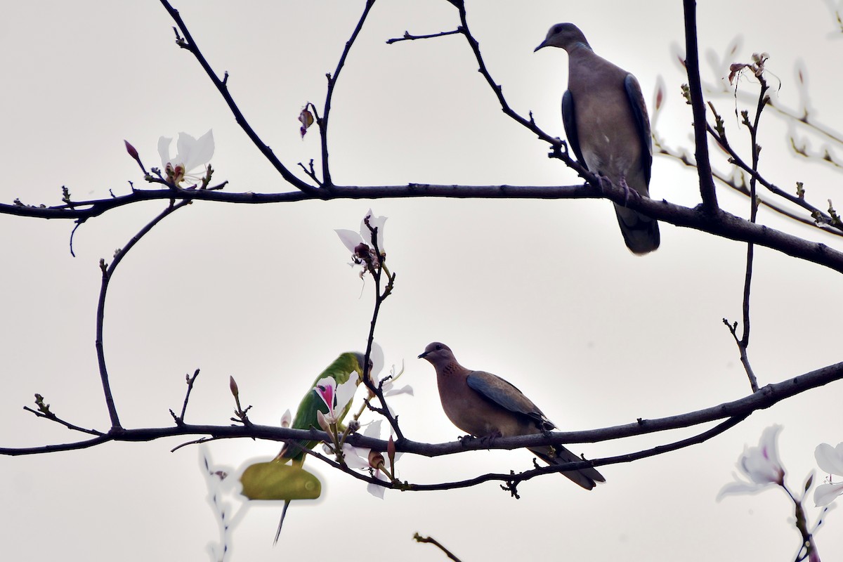 Tórtola Senegalesa - ML473245591