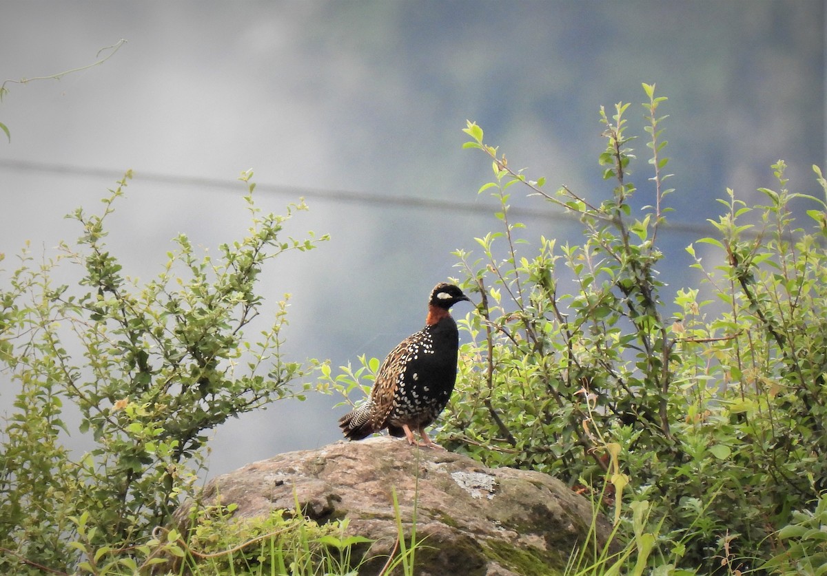 Black Francolin - ML473246061