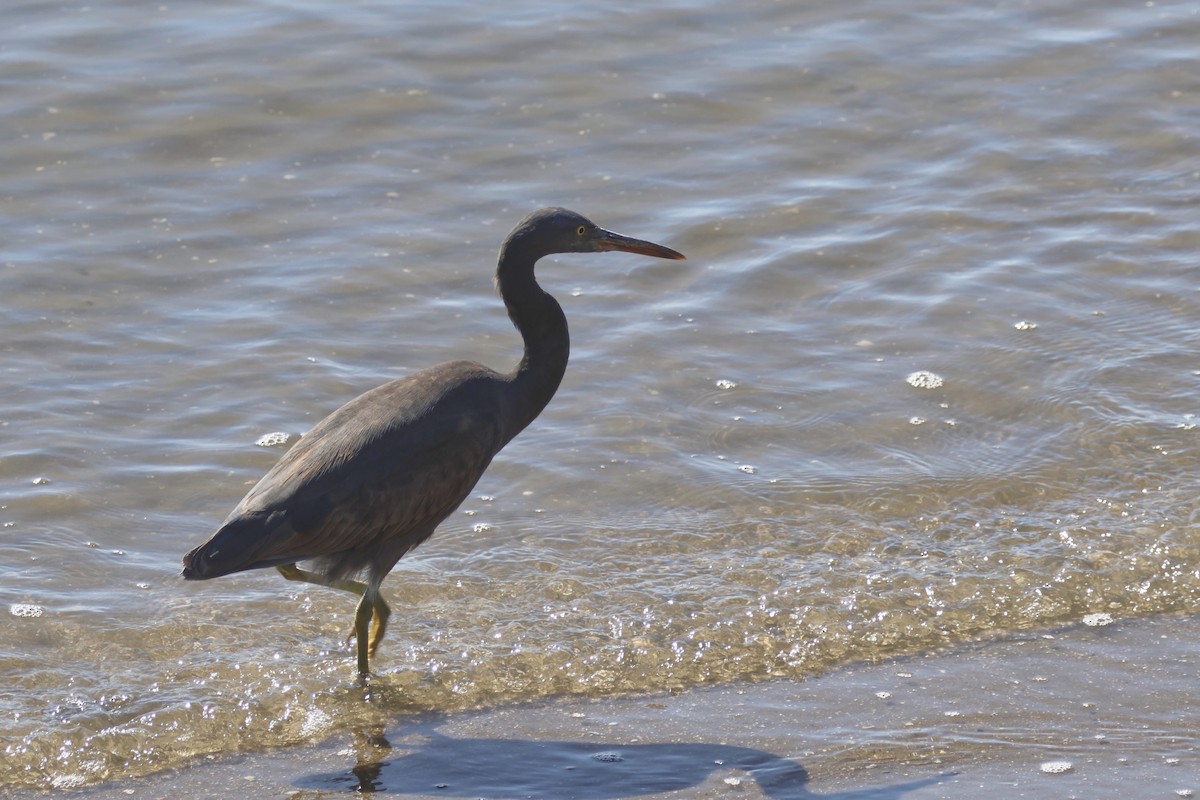 Pacific Reef-Heron - ML473246201