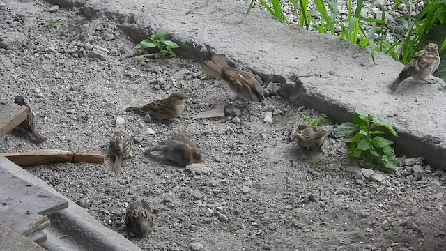 Оронгийн бор шувуу - ML473246371