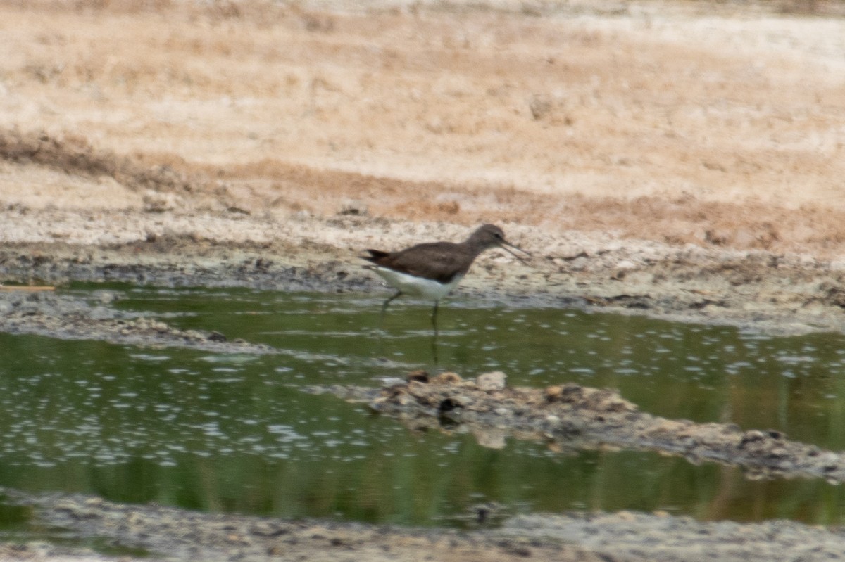 Green Sandpiper - ML473247671