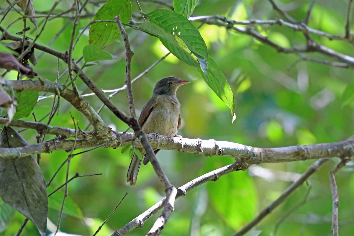 Little Shrikethrush (Waigeo) - Nigel Voaden