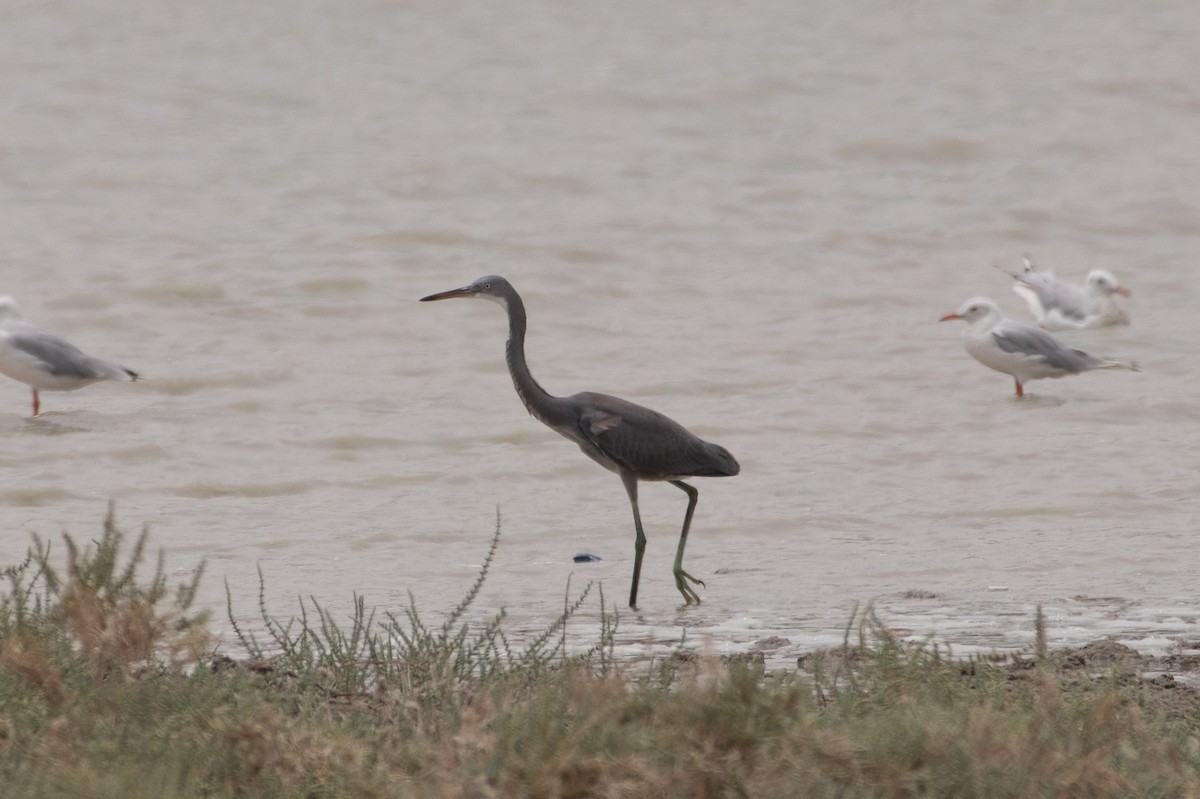 Western Reef-Heron - ML473250791