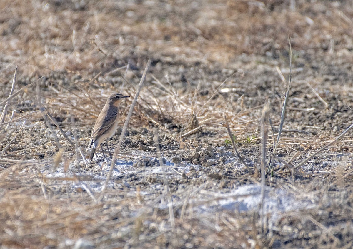 Northern Wheatear - Ed Stubbs