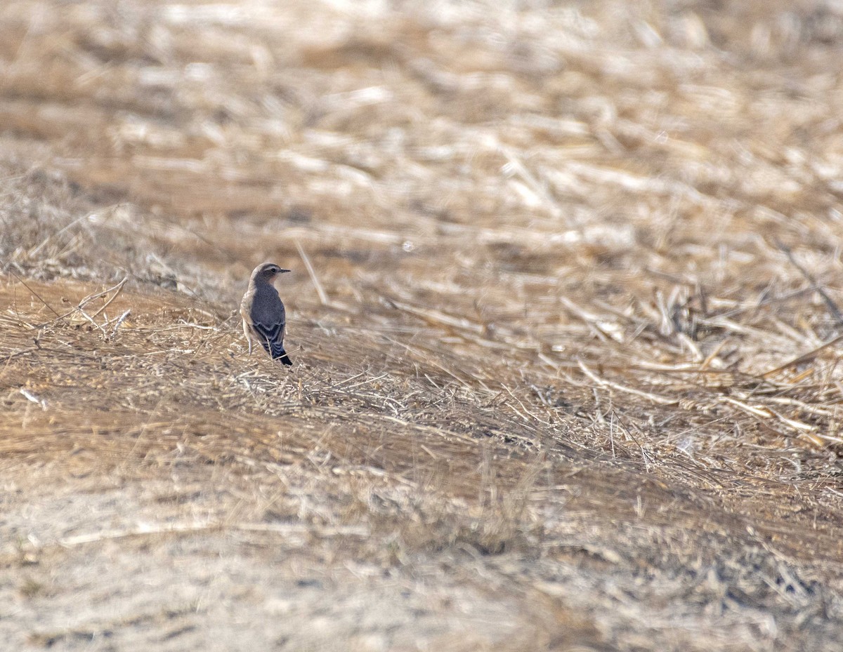 Northern Wheatear - ML473250891