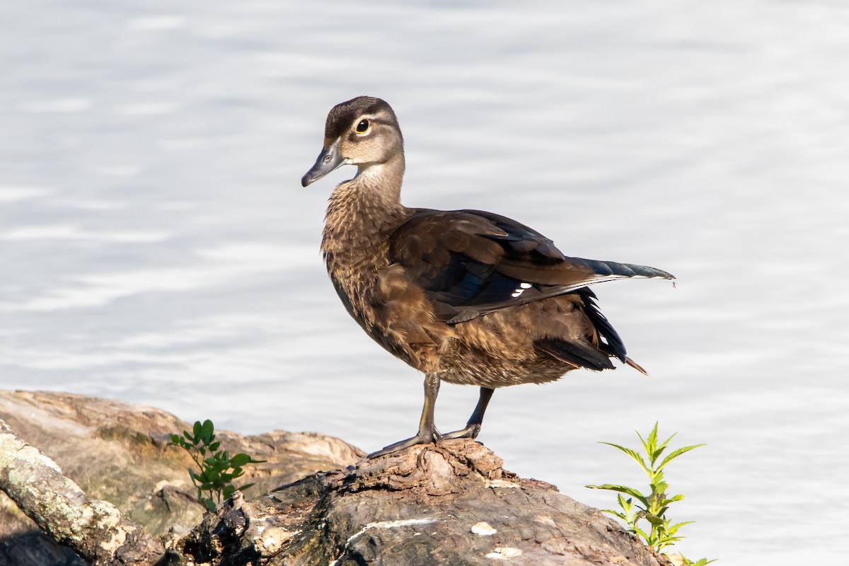 Wood Duck - ML473251211