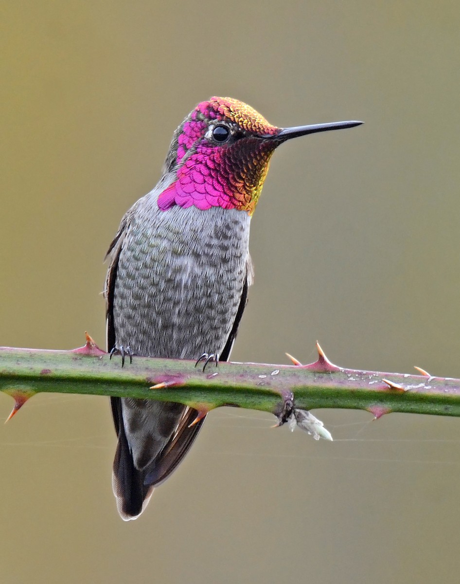 Anna's Hummingbird - Steven Mlodinow