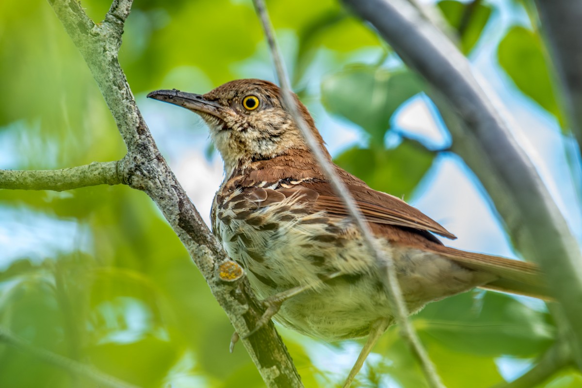 Brown Thrasher - ML473252761