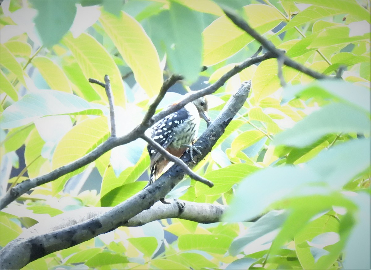 Brown-fronted Woodpecker - Sahana M