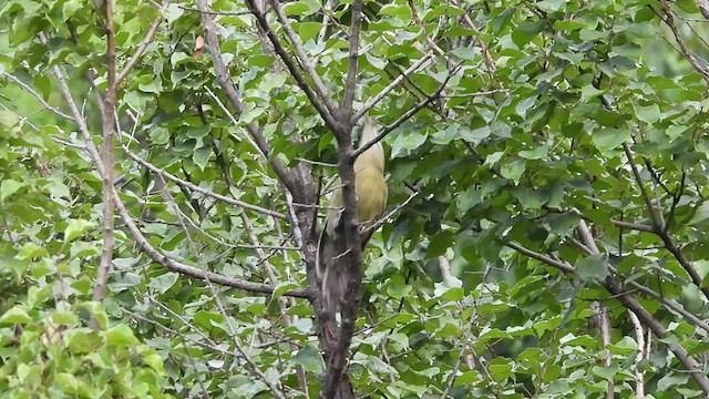 Gray-headed Woodpecker - ML473253061