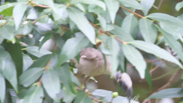 Helmeted Friarbird - ML473256741