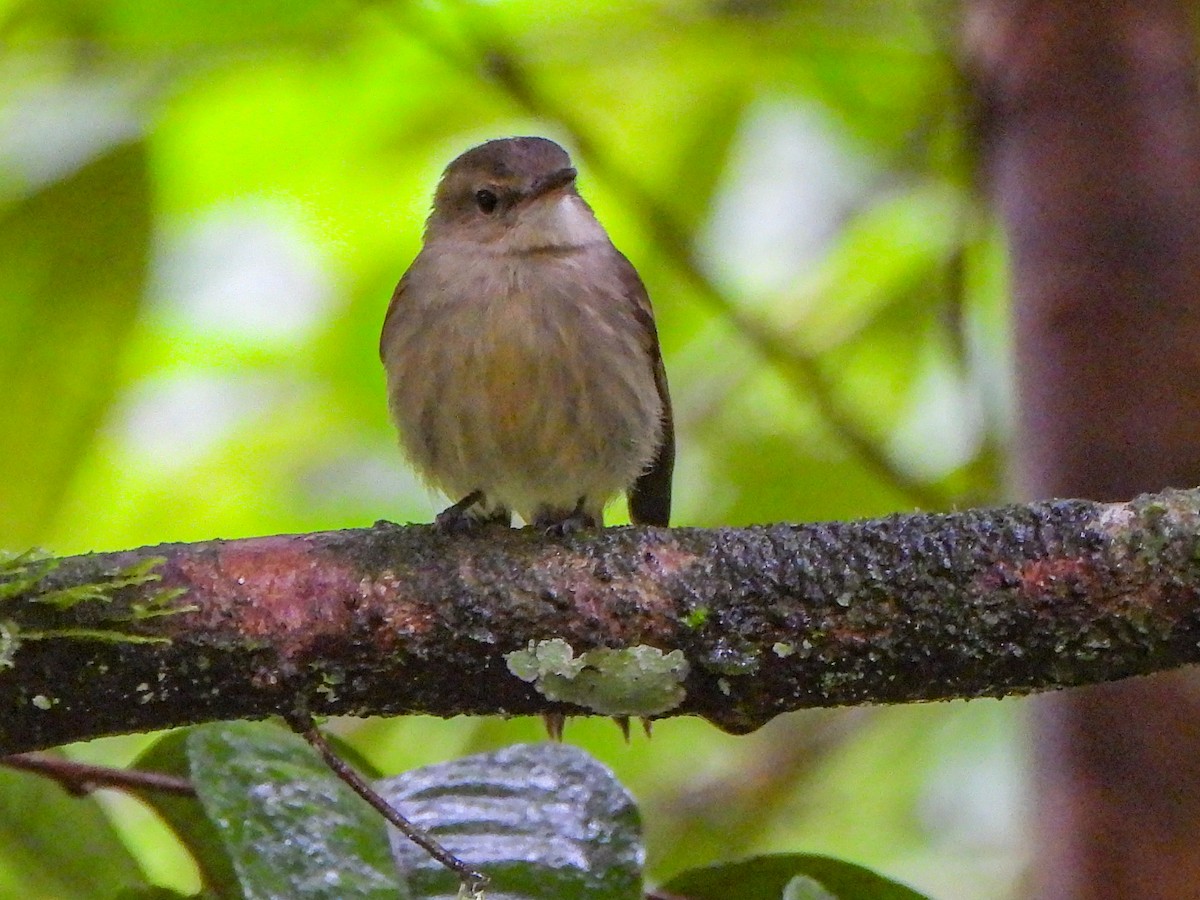 Cocos Tyrannulet - ML473257371